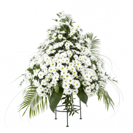 Variace bílé kopretinové chryzantémy
